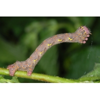 Brindled Beauty Lycia hirtaria 10 larvae Brindled Beauty Lycia hirtaria 10 larvae